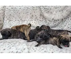 Gorgeous Brindle Bugg puppies for sale