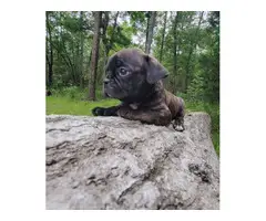 Gorgeous Brindle Bugg puppies for sale
