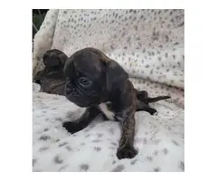 Gorgeous Brindle Bugg puppies for sale in Georgiana - Puppies for Sale ...