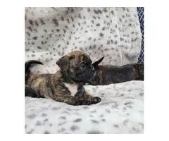 Gorgeous Brindle Bugg puppies for sale