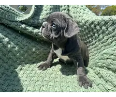 4 male Frenchie puppies for sale - 2