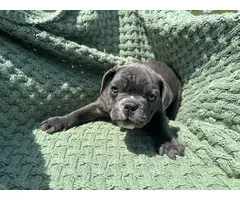 4 male Frenchie puppies for sale - 3