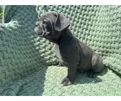 4 male Frenchie puppies for sale - 4