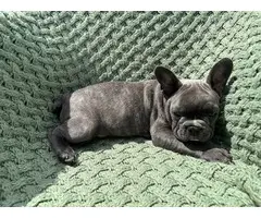 4 male Frenchie puppies for sale - 5