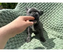 4 male Frenchie puppies for sale - 6