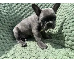 4 male Frenchie puppies for sale - 7