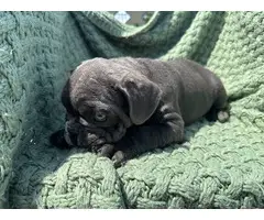 4 male Frenchie puppies for sale - 8