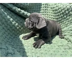 4 male Frenchie puppies for sale - 9