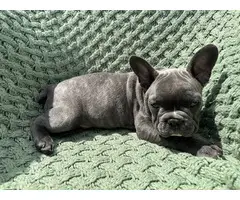 4 male Frenchie puppies for sale - 10