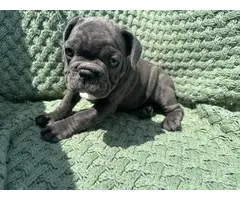 4 male Frenchie puppies for sale - 11