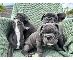 4 male Frenchie puppies for sale - 12