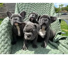 4 male Frenchie puppies for sale - 13
