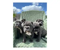 4 male Frenchie puppies for sale - 14