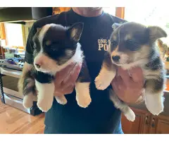 2 tri-colored Pembroke Welsh Corgi puppies