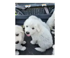 7 Great Pyrenees puppies for sale