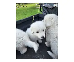 7 Great Pyrenees puppies for sale - 2