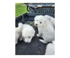 7 Great Pyrenees puppies for sale - 3