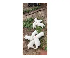 7 Great Pyrenees puppies for sale - 4