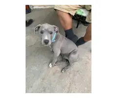 2 Cute Pitbull Puppies for sale - 4
