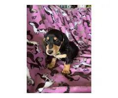 Black and tan Mini Dachshund puppies for sale