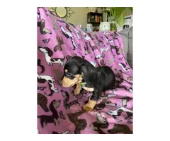 Black and tan Mini Dachshund puppies for sale - 2