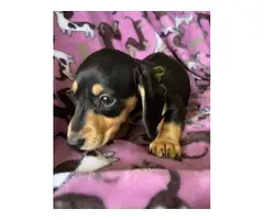 Black and tan Mini Dachshund puppies for sale - 3