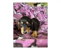 Black and tan Mini Dachshund puppies for sale - 4