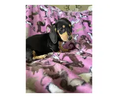Black and tan Mini Dachshund puppies for sale - 5