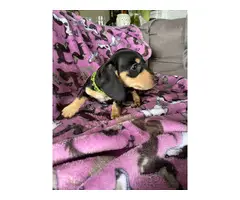 Black and tan Mini Dachshund puppies for sale - 6