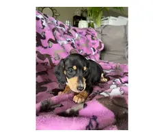 Black and tan Mini Dachshund puppies for sale - 7