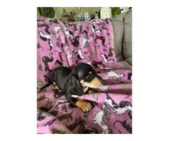 Black and tan Mini Dachshund puppies for sale - 8