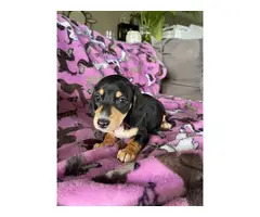 Black and tan Mini Dachshund puppies for sale - 9