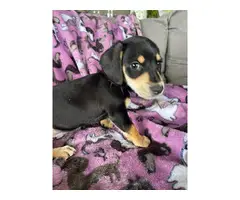 Black and tan Mini Dachshund puppies for sale - 12
