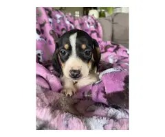Black and tan Mini Dachshund puppies for sale - 16