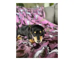 Black and tan Mini Dachshund puppies for sale - 18