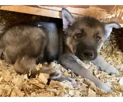 2 male Shepsky puppies for sale - 2
