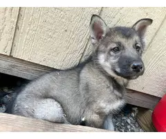 2 male Shepsky puppies for sale - 4