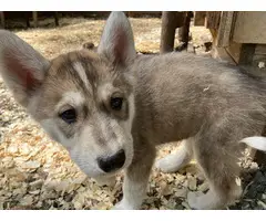 2 male Shepsky puppies for sale - 5