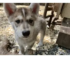 2 male Shepsky puppies for sale - 9