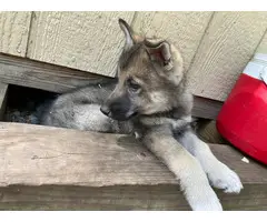 2 male Shepsky puppies for sale - 10