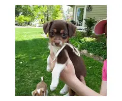 3 sweet Rat-Cha puppies available