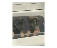 2 purebred champion line Cane Corso puppies for sale - 3