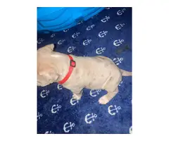 Great Bloodline American bully puppies for sale - 2