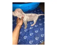 Great Bloodline American bully puppies for sale - 3
