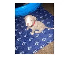 Great Bloodline American bully puppies for sale - 4