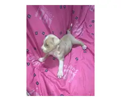 Great Bloodline American bully puppies for sale - 11