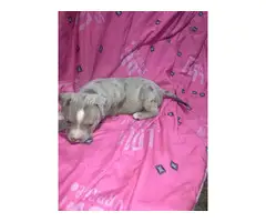 Great Bloodline American bully puppies for sale - 13
