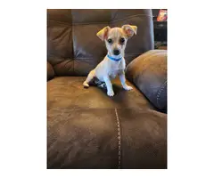 13 weeks old male Chihuahua puppy - 4