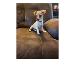 13 weeks old male Chihuahua puppy - 5