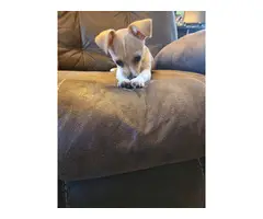 13 weeks old male Chihuahua puppy - 7
